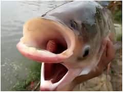 आपने नहीं देखी होगी आजतक ऐसी मछली, दो मुंह और 4 आंख देख हर कोई हैरान