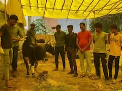 Lumpy Virus: राजस्थान में कहर ढा रहा लंपी वायरस, उदयपुर में आइसोलेशन सेंटर में ऐसे हो रहा इलाज, देखें तस्वीरें