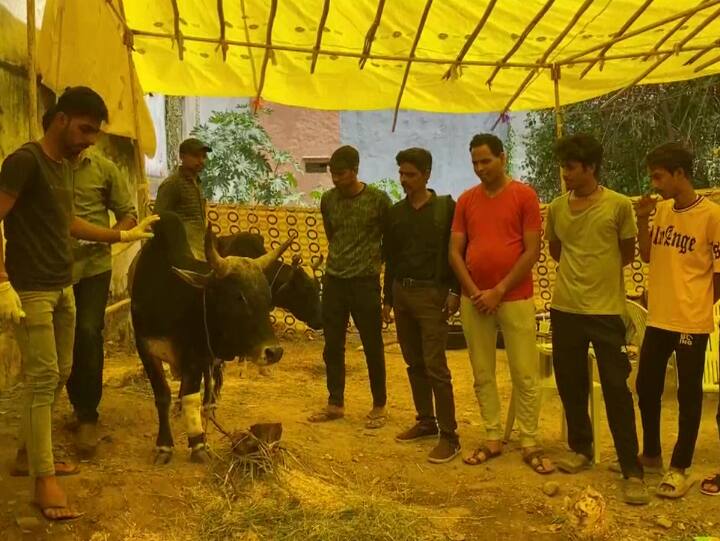 राजस्थान में लंपी वायरस तेजी से फैल रहा है. इस घातक बीमारी से पशुओं को बचाने के लिए कई जतन किए जा रहे हैं.