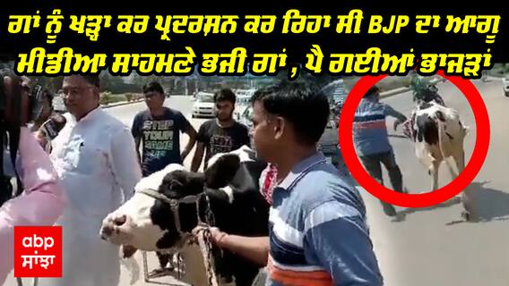 ਗਾਂ ਨੂੰ ਖੜ੍ਹਾ ਕਰ ਪ੍ਰਦਰਸ਼ਨ ਕਰ ਰਿਹਾ ਸੀ BJP ਦਾ ਆਗੂ, ਮੀਡੀਆ ਸਾਹਮਣੇ ਭਜੀ ਗਾਂ , ਪੈ ਗਈਆਂ ਭਾਜੜਾਂ