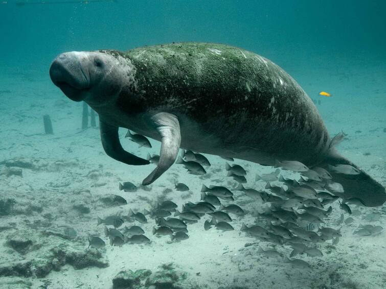 India sea cow reserve is being set up by the Government of Tamil Nadu For the first time Sea Cow Reserve: இந்தியாவிலேயே முதல் முறையாக கடற்பசு பாதுகாப்பகம் - தமிழ்நாடு அரசு அரசாணை