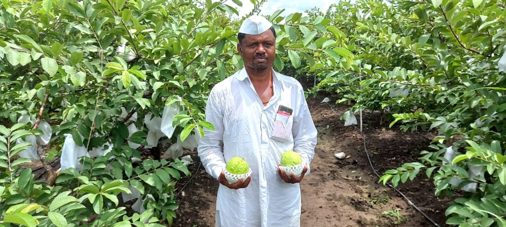 Success Story  : शेटफळचा 'पेरु' केरळच्या बाजारात, दोन एकर बागेतून मिळवलं 14 लाखांचं उत्पन्न