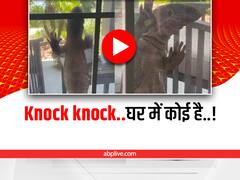 दरवाजा खटखटाकर घर में घुसने की कोशिश करती दिखी बड़ी छिपकली