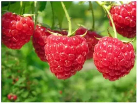 Health Tips: Not only blueberries and strawberries, the body also has these amazing benefits by consuming these berries Health Tips: Not only blueberries and strawberries, the body also has these amazing benefits by consuming these berries