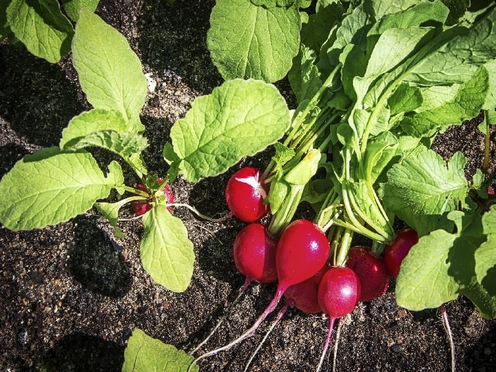 How to Grow Red Radish Cultivation Process and earning Red Radish: सफेद मूली से ऊब चुके हैं तो खेतों में लगायें लाल रंग की मूली, सिर्फ 25 दिन के अंदर 135 क्विंटल पैदावार मिलेगी