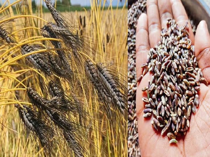 Wheat Cultivation Kathia variety will produce 60 quintals per hectare