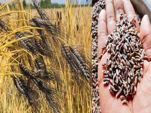 Wheat Cultivation Kathia variety will produce 60 quintals per hectare within just 3 irrigations in crop | Wheat Cultivation: सिर्फ 3 बार पानी लगाने पर 60 क्विंटल तक उत्पादन देगी गेहूं की ये खास किस्म