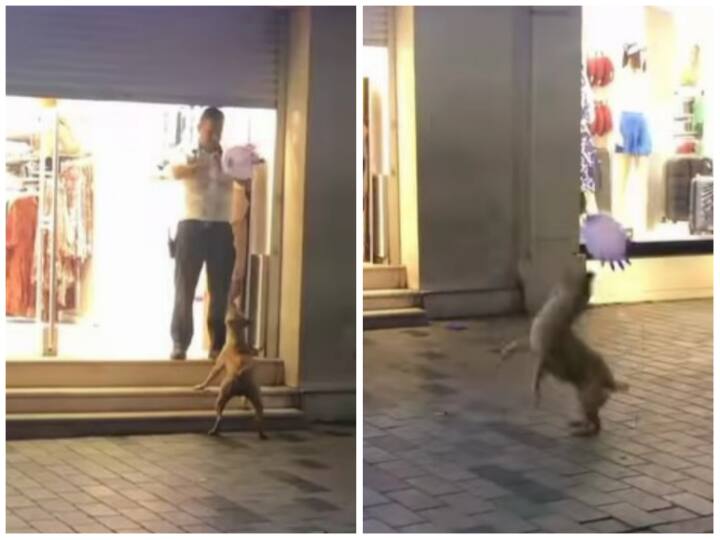Seeing the joy of a dog playing with balloons will make your day Video: कुत्ते की खुशी के लिए शख्स ने किया अनोखा काम, दिल जीत लेगा वीडियो