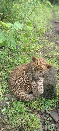 PHOTO : सज्जनगडावर बिबट्याचा बछडा आढळला, मध्यरात्री मादी आणि पिल्लाची भेट