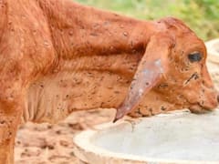लंपी वायरस से एमपी में 101 पशुओं की मौत, साढ़े सात हजार से ज्यादा बीमार, जारी हुआ हेल्पलाइन नंबर