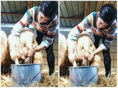 महिला ने सुपरफास्ट स्पीड से निकाला बकरी का दूध, 10 मिलियन से ज्यादा मिले व्यूज