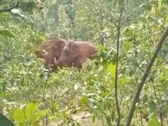 सूरजपुर में दो लोगों को मौत के घाट उतारने वाले 10 हाथी पहुंचे उदयपुर, ग्रामीणों में फैली दहशत