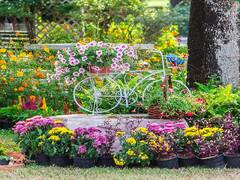 Home Gardening: घर में सर्दियों तक पहुंच जायेगी बसंत जैसी बहार, इन फूलदार पौधों के साथ शुरू करें हैप्पी गार्डनिंग