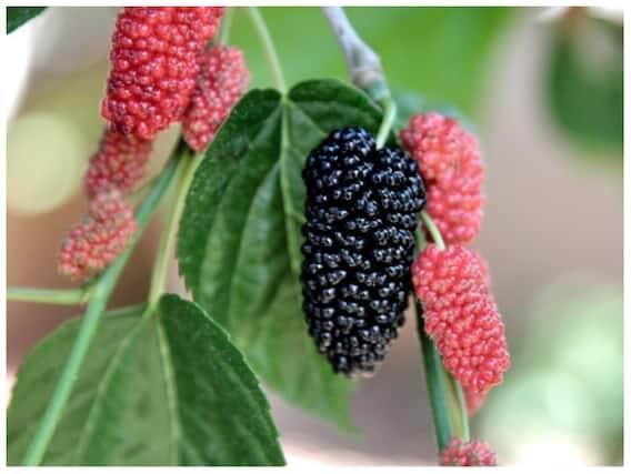 Health Tips: Not only blueberries and strawberries, the body also has these amazing benefits by consuming these berries Health Tips: Not only blueberries and strawberries, the body also has these amazing benefits by consuming these berries
