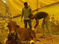 Lumpy Virus: राजस्थान में कहर ढा रहा लंपी वायरस, उदयपुर में आइसोलेशन सेंटर में ऐसे हो रहा इलाज, देखें तस्वीरें