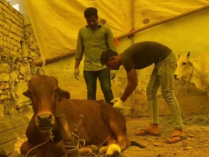 उदयपुर में लंपी वायरस से ग्रसित पशुओं के लिए आइसोलेशन सेंटर बनाया गया है, जहां उनका इलाज किया जा रहा है.