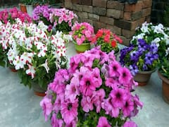 Home Gardening: घर में सर्दियों तक पहुंच जायेगी बसंत जैसी बहार, इन फूलदार पौधों के साथ शुरू करें हैप्पी गार्डनिंग