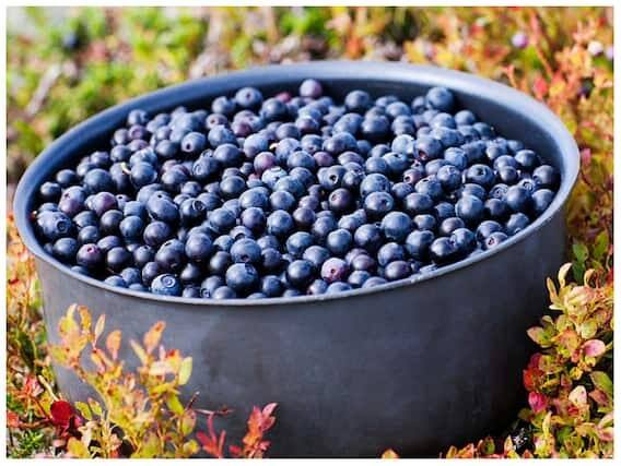 Health Tips: Not only blueberries and strawberries, the body also has these amazing benefits by consuming these berries Health Tips: Not only blueberries and strawberries, the body also has these amazing benefits by consuming these berries