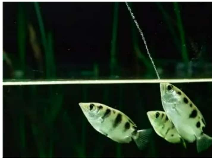 Archer fish seen targeting insects from under water in Shocking Viral Video Video: ये मछली पानी की धार ऐसे मारती है जैसे बाण से शिकार, वीडियो में देखिए कैसे शिकार किया