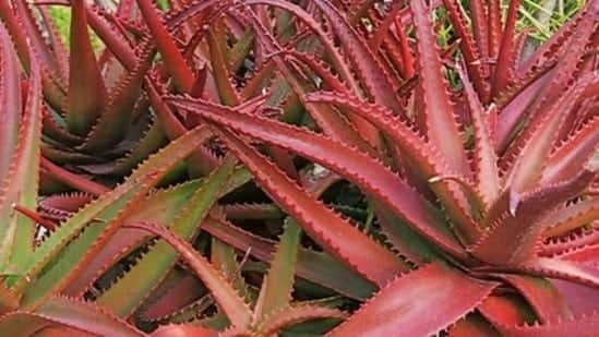 Pink Aloe Vera: Korean beauty secret pink aloe vera, know how it is beneficial for the skin and how to apply it Pink Aloe Vera : ਕੋਰੀਅਨ ਬਿਊਟੀ ਦਾ ਸੀਕਰੇਟ ਗੁਲਾਬੀ ਐਲੋਵੇਰਾ, ਜਾਣੋ ਇਹ ਸਕਿਨ ਲਈ ਕਿਵੇਂ ਹੁੰਦੈ ਫਾਇਦੇਮੰਦ ਤੇ ਇਸਨੂੰ ਲਗਾਉਣ ਦਾ ਤਰੀਕਾ