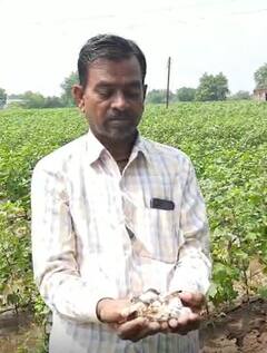 Photo : धुळे जिल्ह्यात अतिवृष्टीचा कापसाला मोठा फटका