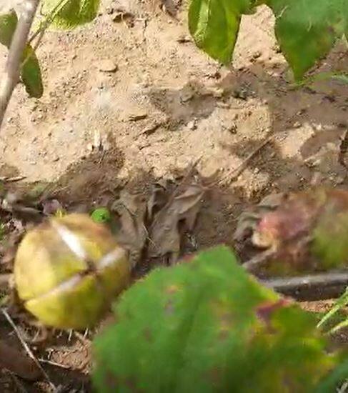 धुळे जिल्ह्यात अतिवृष्टीचा कापसाला मोठा फटका