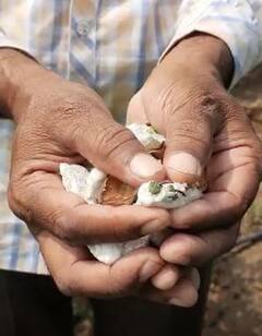 Photo : धुळे जिल्ह्यात अतिवृष्टीचा कापसाला मोठा फटका