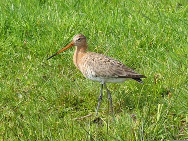 The Godwit’s Long, Long Nonstop 7,000 Mile Journey கண்டம் டூ கண்டம்! நோ ரெஸ்ட்! ஒரே மூச்சாக 7000 மைல்கள் பறக்கும் பறவை!