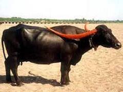 भैंस की ये सरल स्वभावी नस्ल देती है 1005 लीटर तक दूध, खूबियां जानकर खुद का डेयरी फार्म खोल लेंगे