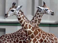 चीतों के बाद अब MP में जिराफ और जेब्रा बसाने की तैयारी, भोपाल वन विहार ने भेजा प्रस्ताव