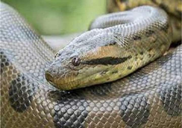 Anaconda esca e paletta per barca grande