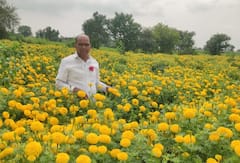 Photo : पिवळं सोनं बहरलं, पहिला बार दसऱ्याला निघणार