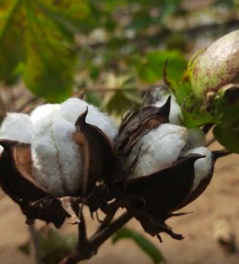 कापसाचे उत्पन्न कमी होणार
