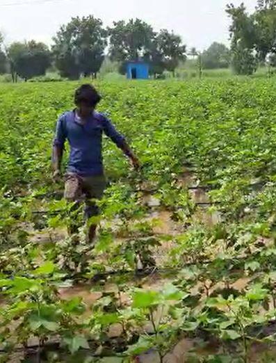 धुळे तालुक्यातील 30 हजार हेक्टर क्षेत्राला अतिवृष्टीचा फटका