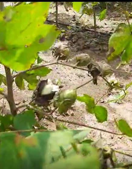 धुळे जिल्ह्यात अतिवृष्टीचा कापसाला मोठा फटका