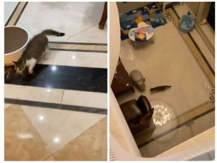 Video: घर में खेलते समय बिल्ली ने लगा दी छलांग, ऊंचाई से गिरने के बाद भी नहीं आई चोट Falling from a height cat did not get a single scratch in Shocking Viral Video Video: घर में खेलते समय बिल्ली ने लगा दी छलांग, ऊंचाई से गिरने के बाद भी नहीं आई चोट