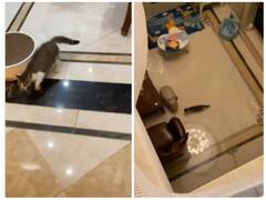 घर में खेलते समय बिल्ली ने लगा दी छलांग, ऊंचाई से गिरने के बाद भी नहीं आई चोट