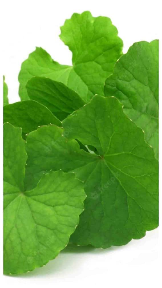 तुलसी, आम, मेथी समेत इन 7 पौधों की पत्तियां कई बीमारियों का इलाज, देखें पूरी लिस्ट