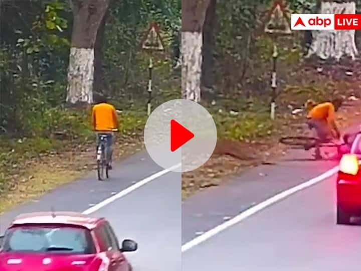Leopard Attacks On Cyclist On Highway IFS Officer Post Viral Video On Social Media હાઈવે પર સાઈકલ લઈને જતા યુવક પર દીપડાએ કર્યો હુમલો, પછી શું થયું જુઓ Video