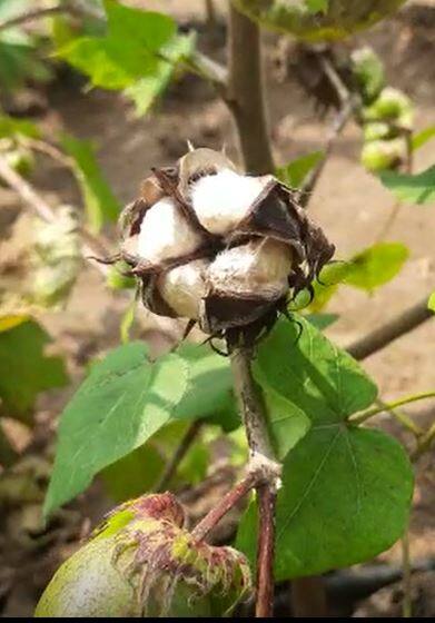 अति पावसाचा कापूस पिकाला फटका