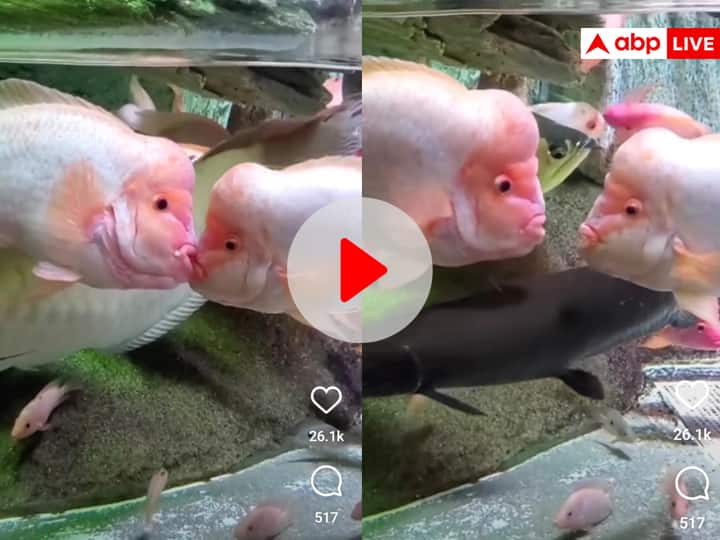 fish get romantic and kiss each other amazed internet users sweet viral video on social media रोमांटिक हुई मछलियों ने किया एक दूजे को Kiss, ये Video बड़ा क्यूट है