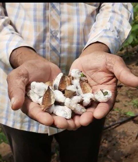 कापसावर रस शोषण करणाऱ्या अळीचा देखील प्रादुर्भाव