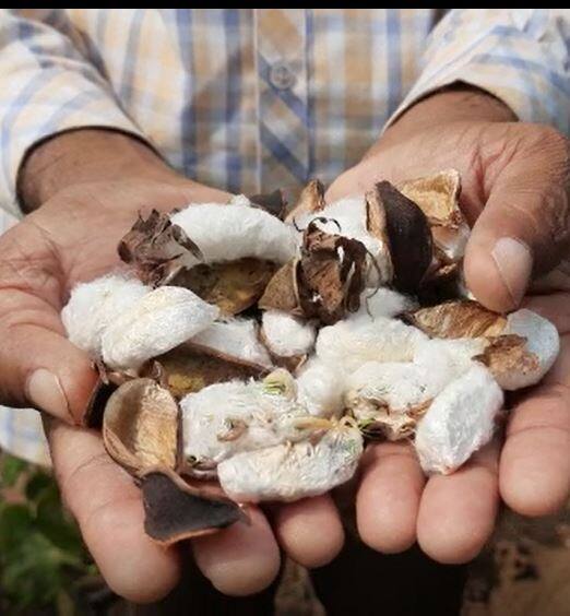 कापसावर बुरशीजन्य रोगांचा प्रादुर्भाव वाढला, शेतकरी चिंतेत