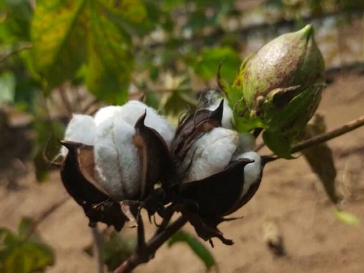 Heavy rains in Dhule district hit cotton hard, outbreak of fungal diseases increased Dhule Cotton News : धुळे जिल्ह्यात अतिवृष्टीचा कापसाला मोठा फटका, बुरशीजन्य रोगांचा प्रादुर्भाव वाढला, शेतकरी चिंतेत