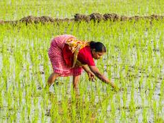 Government Says Domestic Rice Prices May Continue To Rise