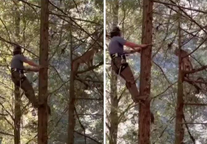 wild cat preparing to attack a man climbing a tree in the forest Video Video: ਜੰਗਲ ‘ਚ ਦਰੱਖਤ ‘ਤੇ ਚੜ੍ਹਦਾ ਦਿਖਾਈ ਦਿੱਤਾ ਸ਼ਖਸ, ਉਪਰ ਖੁੰਖਾਰ ਜਾਨਵਰ ਕਰ ਰਿਹਾ ਸੀ ਉਡੀਕ