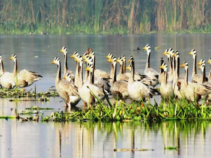 Noida Forest department got cleaning done for migratory birds in Okhla Bird Sanctuary Noida News: नए मेहमान पक्षियों का स्वागत करने के लिए तैयार हुई ओखला बर्ड सैंक्चुरी, सर्दियों में दिखेगा अनोखा नजारा