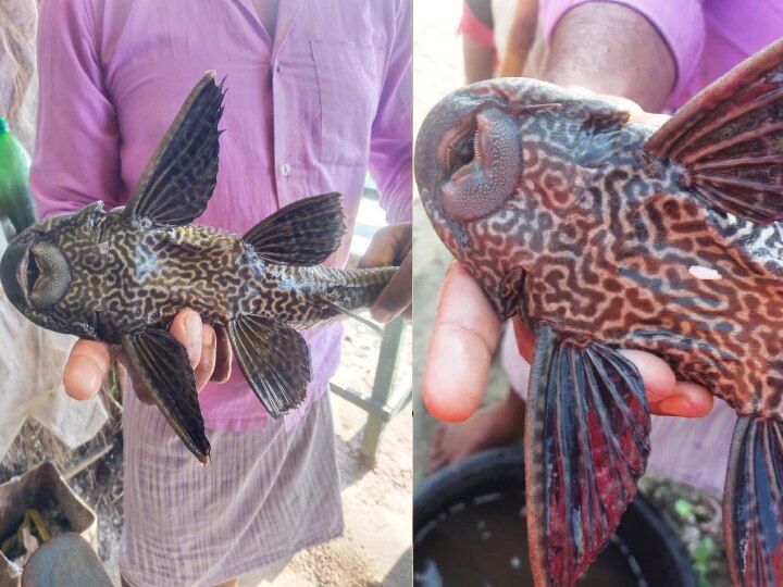 Bihar Unique Fish: बगहा में जब मछुआरे के जाल में फंस गई चार आंखों वाली अमेरिकन मछली, एक्सपर्ट ने माना खतरनाक