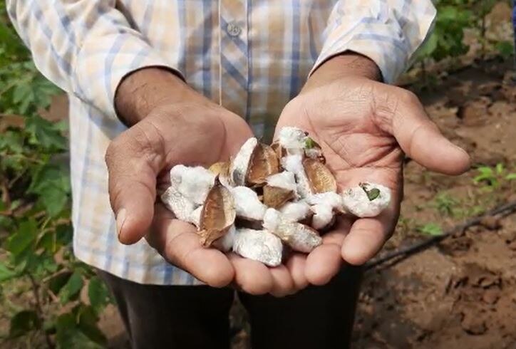 Dhule Cotton News : धुळे जिल्ह्यात अतिवृष्टीचा कापसाला मोठा फटका, बुरशीजन्य रोगांचा प्रादुर्भाव वाढला, शेतकरी चिंतेत