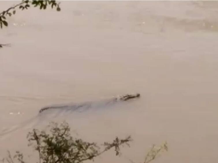 Crocodile sighting at Panchganga river ghat in Rangoli in Hatkanangle tehsil of kolhapur district Crocodile In Panchganga River : हातकणंगले तालुक्यातील रांगोळीमध्ये पंचगंगा नदी घाटावर मगरीचे दर्शन